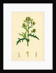Senecio Sylvaticus Var. Auriculatus Mountain Groundsel Var. B. by Anonymous