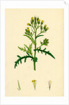 Senecio Sylvaticus Var. Auriculatus Mountain Groundsel Var. B. by Anonymous