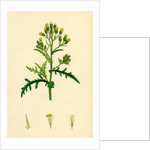 Senecio Sylvaticus Var. Auriculatus Mountain Groundsel Var. B. by Anonymous