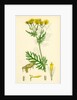 Senecio Jacobaea Common Ragwort by Anonymous