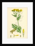 Senecio Jacobaea Common Ragwort by Anonymous