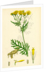 Senecio Jacobaea Common Ragwort by Anonymous