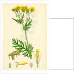 Senecio Jacobaea Common Ragwort by Anonymous