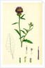 Centaurea Aspera Rough Star-Thistle by Anonymous