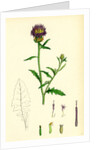 Centaurea Aspera Rough Star-Thistle by Anonymous