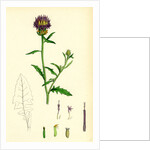 Centaurea Aspera Rough Star-Thistle by Anonymous