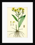 Senecio Saracenicus Broad-Leaved Ragwort by Anonymous
