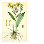 Senecio Saracenicus Broad-Leaved Ragwort by Anonymous