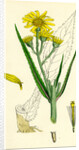 Senecio Paludosus Great Fen Ragwort by Anonymous