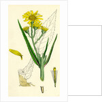 Senecio Paludosus Great Fen Ragwort by Anonymous