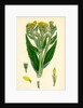 Senecio Palustris Marsh Fleawort by Anonymous
