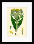 Senecio Palustris Marsh Fleawort by Anonymous