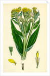 Senecio Palustris Marsh Fleawort by Anonymous