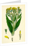 Senecio Palustris Marsh Fleawort by Anonymous
