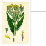 Senecio Palustris Marsh Fleawort by Anonymous