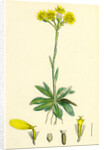 Senecio Campestris Field Fleawort by Anonymous