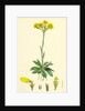 Senecio Campestris Field Fleawort by Anonymous