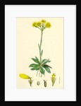 Senecio Campestris Field Fleawort by Anonymous
