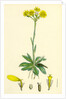 Senecio Campestris Field Fleawort by Anonymous