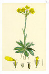 Senecio Campestris Field Fleawort by Anonymous