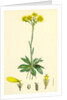Senecio Campestris Field Fleawort by Anonymous