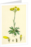 Senecio Campestris Field Fleawort by Anonymous