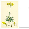 Senecio Campestris Field Fleawort by Anonymous