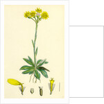 Senecio Campestris Field Fleawort by Anonymous