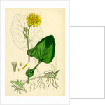 Doronicum Pardalianches Great Leopard's-Bane by Anonymous