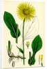 Doronicum Plantagineum Plantain-Leaved Leopard's-Bane by Anonymous