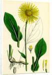 Doronicum Plantagineum Plantain-Leaved Leopard's-Bane by Anonymous