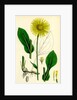 Doronicum Plantagineum Plantain-Leaved Leopard's-Bane by Anonymous