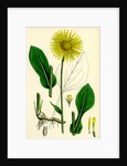 Doronicum Plantagineum Plantain-Leaved Leopard's-Bane by Anonymous