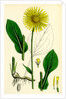 Doronicum Plantagineum Plantain-Leaved Leopard's-Bane by Anonymous