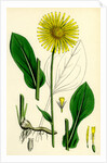 Doronicum Plantagineum Plantain-Leaved Leopard's-Bane by Anonymous