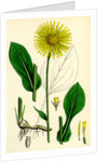 Doronicum Plantagineum Plantain-Leaved Leopard's-Bane by Anonymous