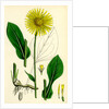 Doronicum Plantagineum Plantain-Leaved Leopard's-Bane by Anonymous