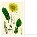 Doronicum Plantagineum Plantain-Leaved Leopard's-Bane by Anonymous