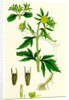 Bidens Tripartita Tripartite Bur-Marygold by Anonymous