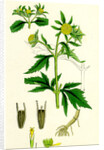 Bidens Tripartita Tripartite Bur-Marygold by Anonymous