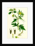 Bidens Tripartita Tripartite Bur-Marygold by Anonymous