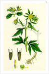 Bidens Tripartita Tripartite Bur-Marygold by Anonymous