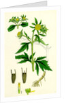 Bidens Tripartita Tripartite Bur-Marygold by Anonymous