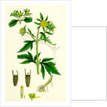 Bidens Tripartita Tripartite Bur-Marygold by Anonymous