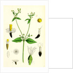 Galinsoga Parviflora Small-Flowered Galinsoga by Anonymous