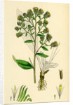 Inula Conyza Ploughman's Spikenard by Anonymous