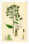 Inula Conyza Ploughman's Spikenard by Anonymous