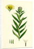 Inula Salicina Willow-Leaved Inula by Anonymous