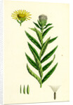 Inula Salicina Willow-Leaved Inula by Anonymous