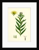 Inula Salicina Willow-Leaved Inula by Anonymous